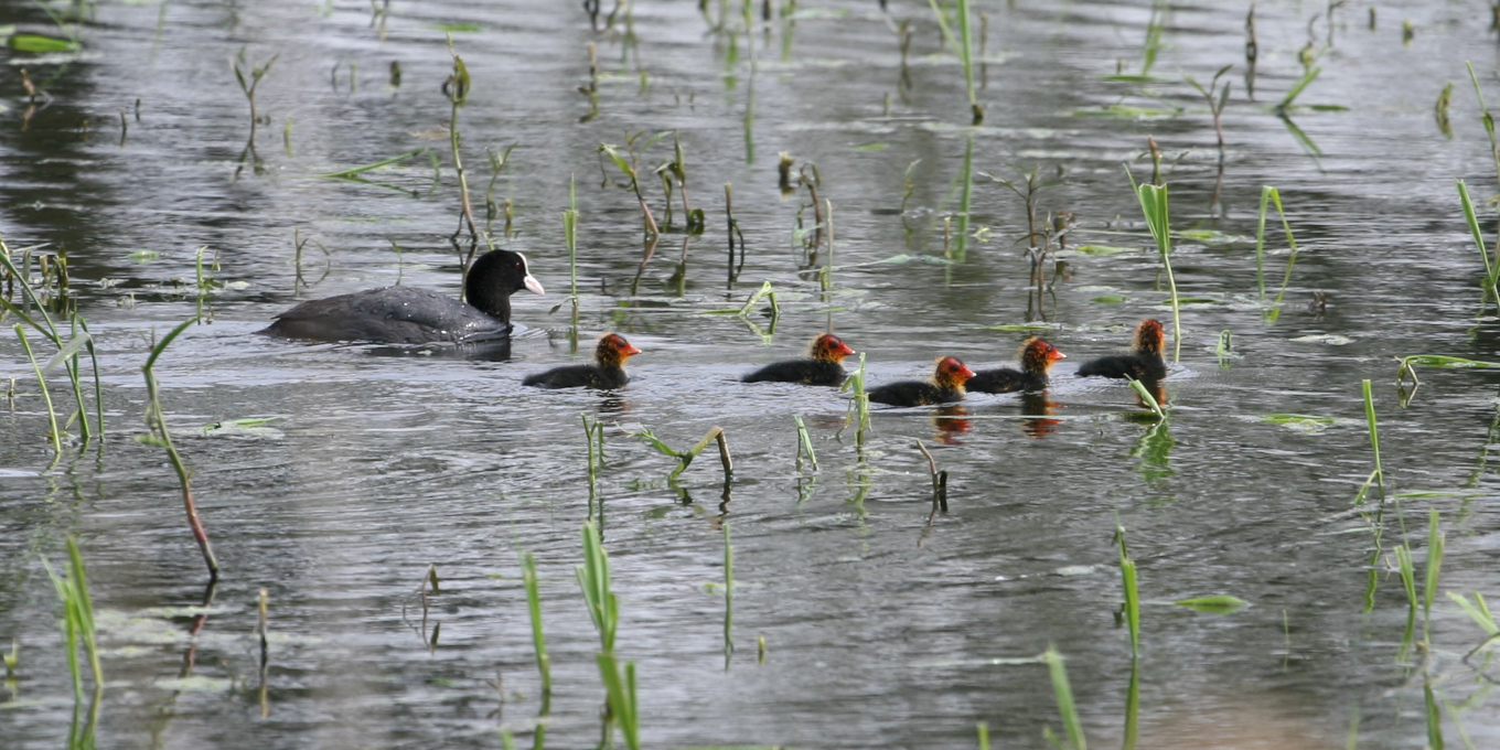 Foulque macroule (Fulica atra) © Nicolas Macaire / LPO
